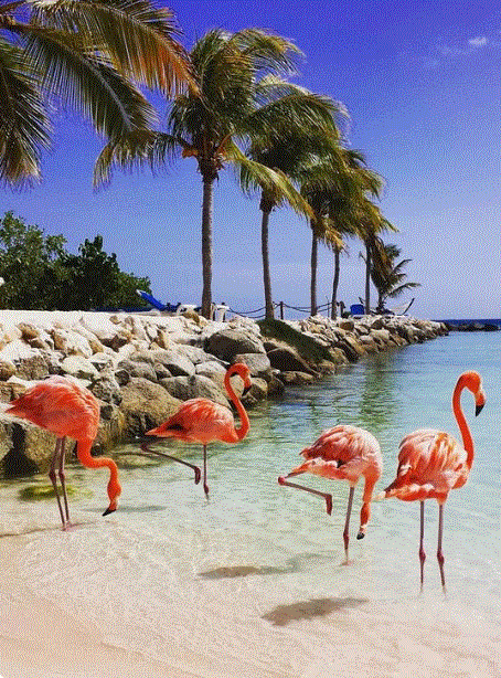 Aruba